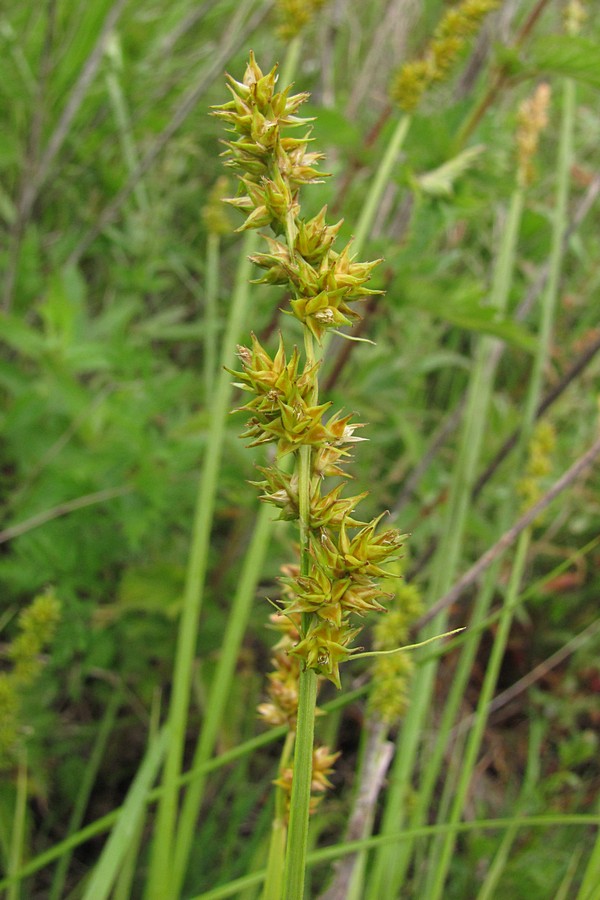 Изображение особи Carex polyphylla.