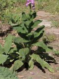 Digitalis purpurea