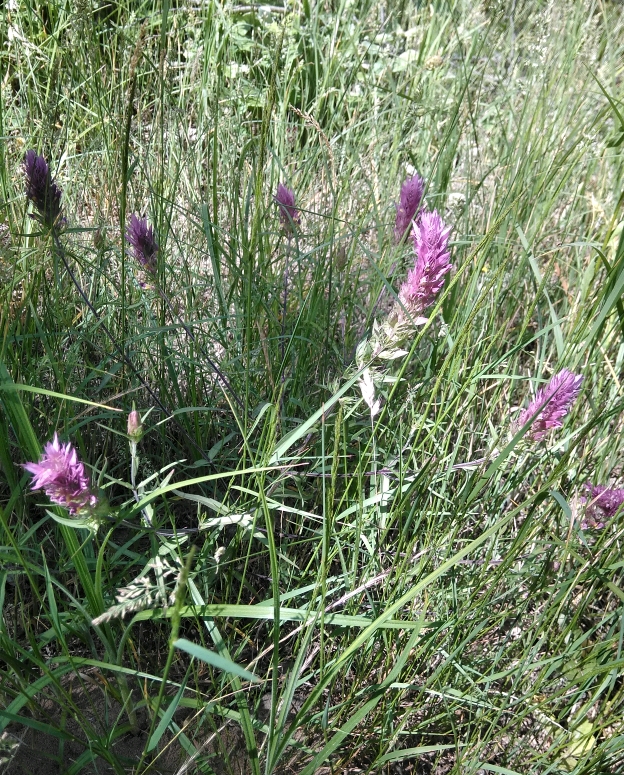 Image of Melampyrum arvense specimen.