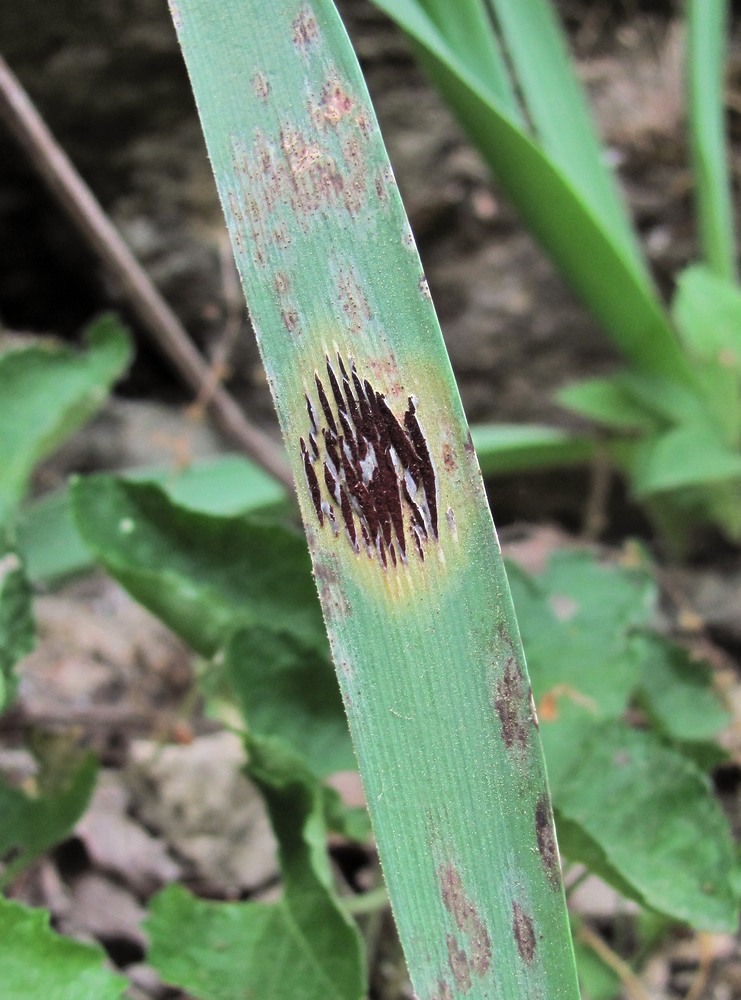 Image of Eremurus spectabilis specimen.