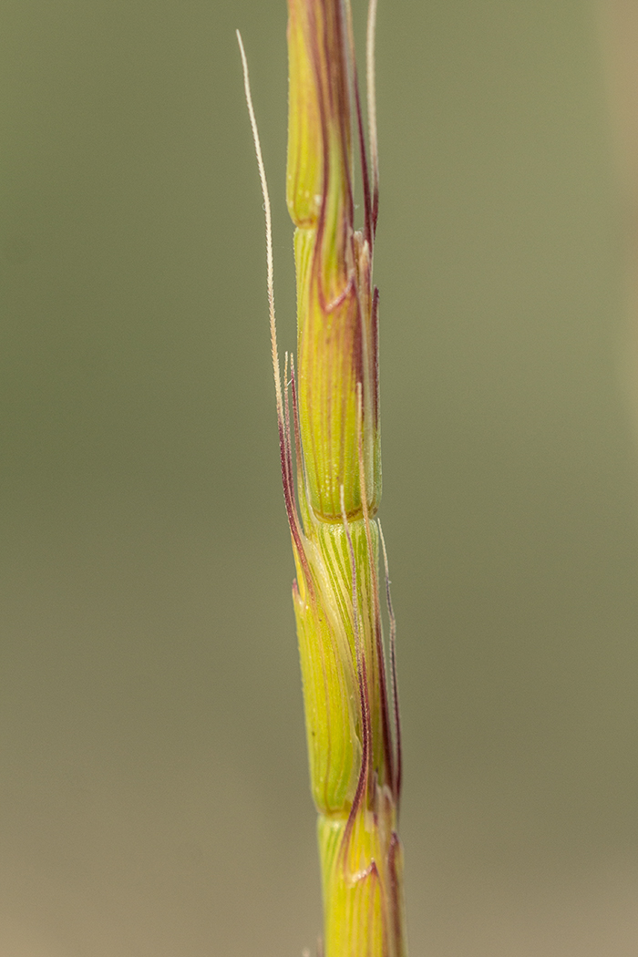 Image of Aegilops cylindrica specimen.