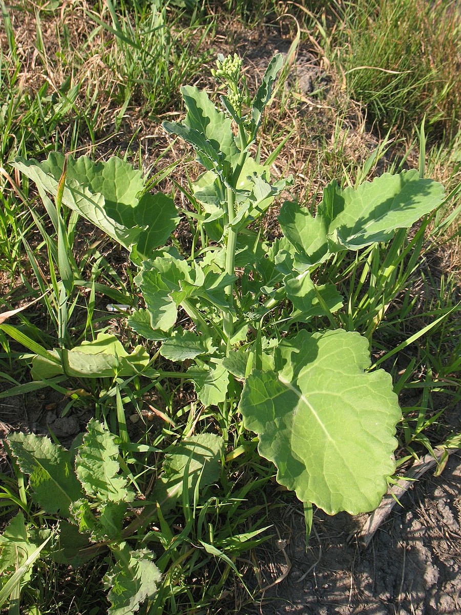 Изображение особи Brassica napus.