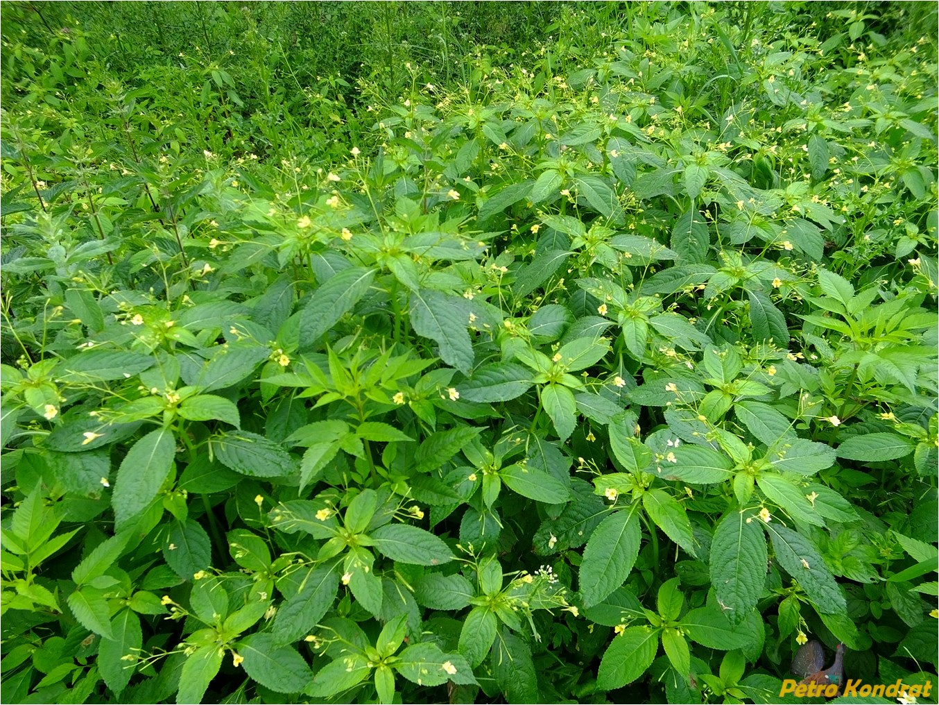 Image of Impatiens parviflora specimen.