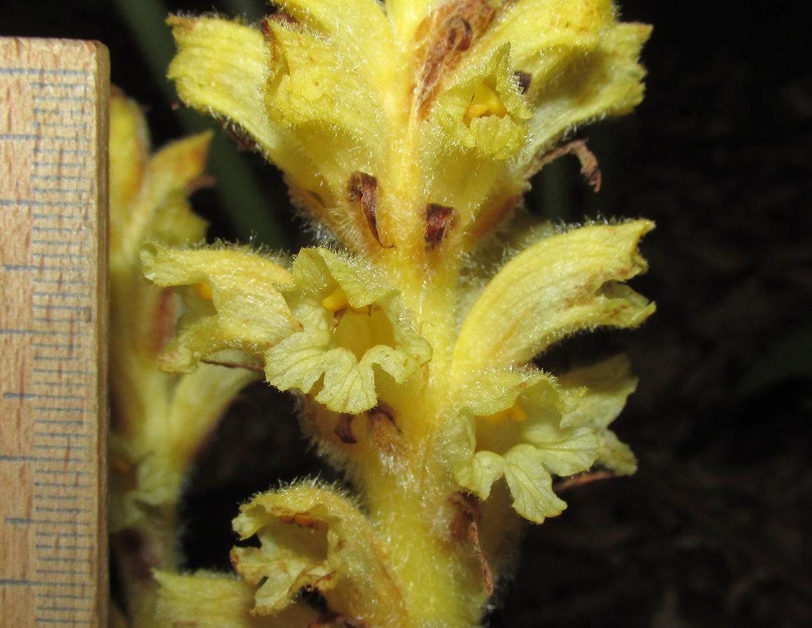 Image of Orobanche flava specimen.