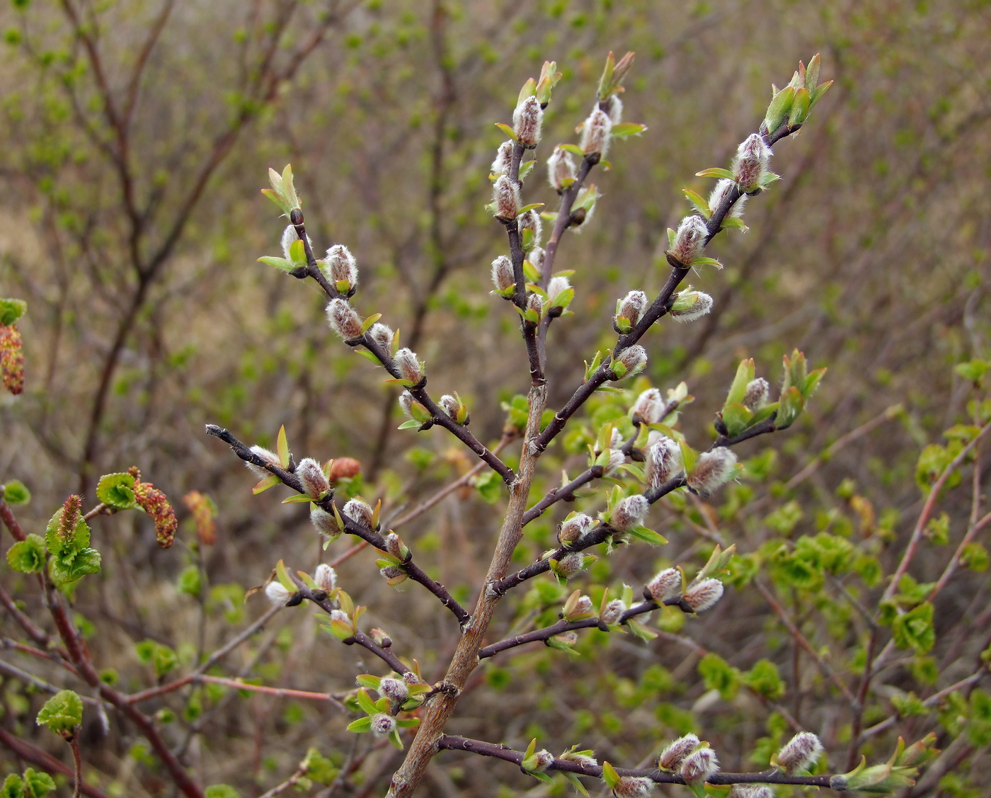 Image of Salix hastata specimen.