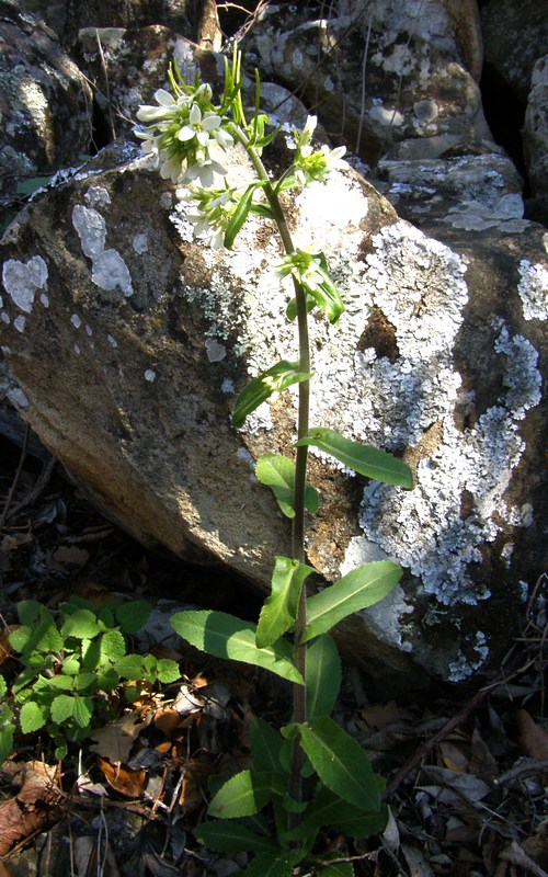 Image of Arabis turrita specimen.