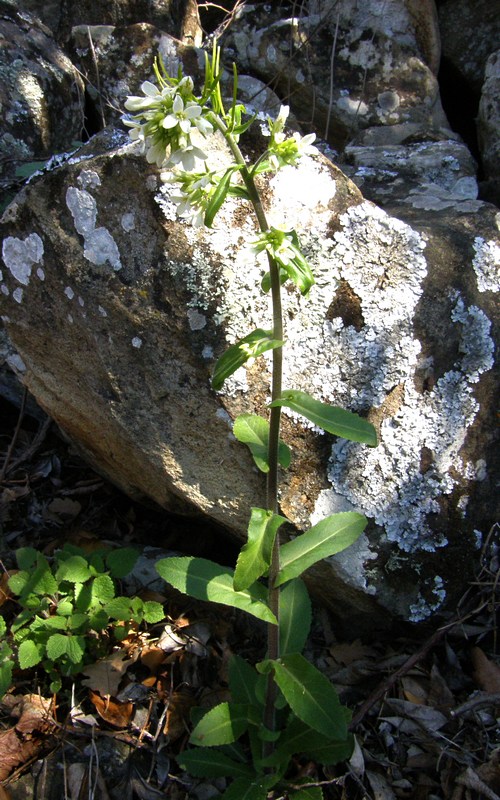 Изображение особи Arabis turrita.