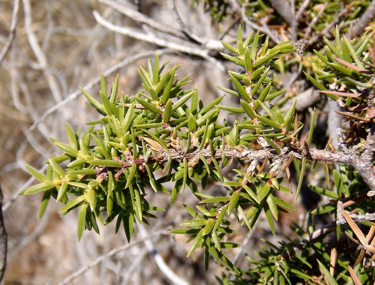 Изображение особи Juniperus deltoides.