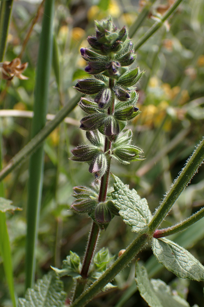 Image of Salvia verbenaca specimen.