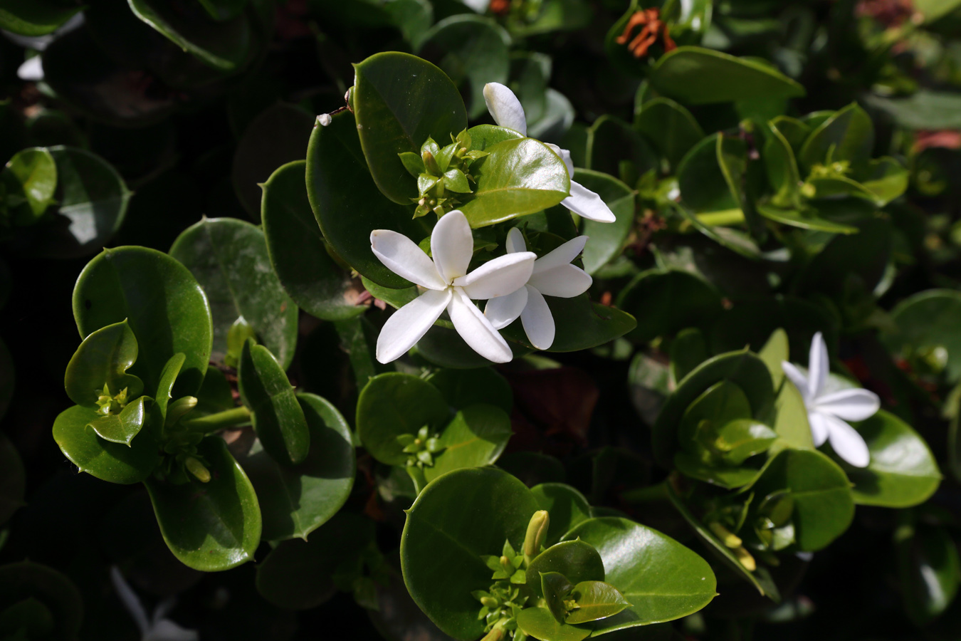 Image of Carissa macrocarpa specimen.