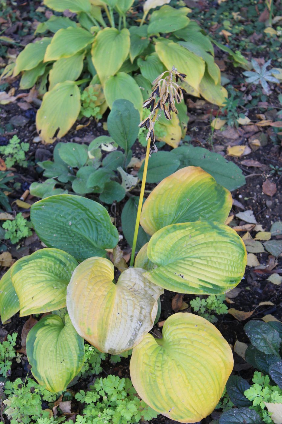 Image of genus Hosta specimen.