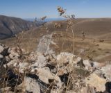 Festuca caucasica. Верхушка плодоносящего растения. Адыгея, Кавказский биосферный заповедник, склон горы Оштен, ≈ 2300 м н.у.м., среди камней. 17.10.2015.