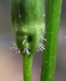 Campanula persicifolia. Одноклеточные волоски в основании чашечки. Украина, Киевская обл., Вышгородский р-н, севернее с. Лебедевка, сосновый лес на левом берегу дренажного канала. 23 мая 2010 г.