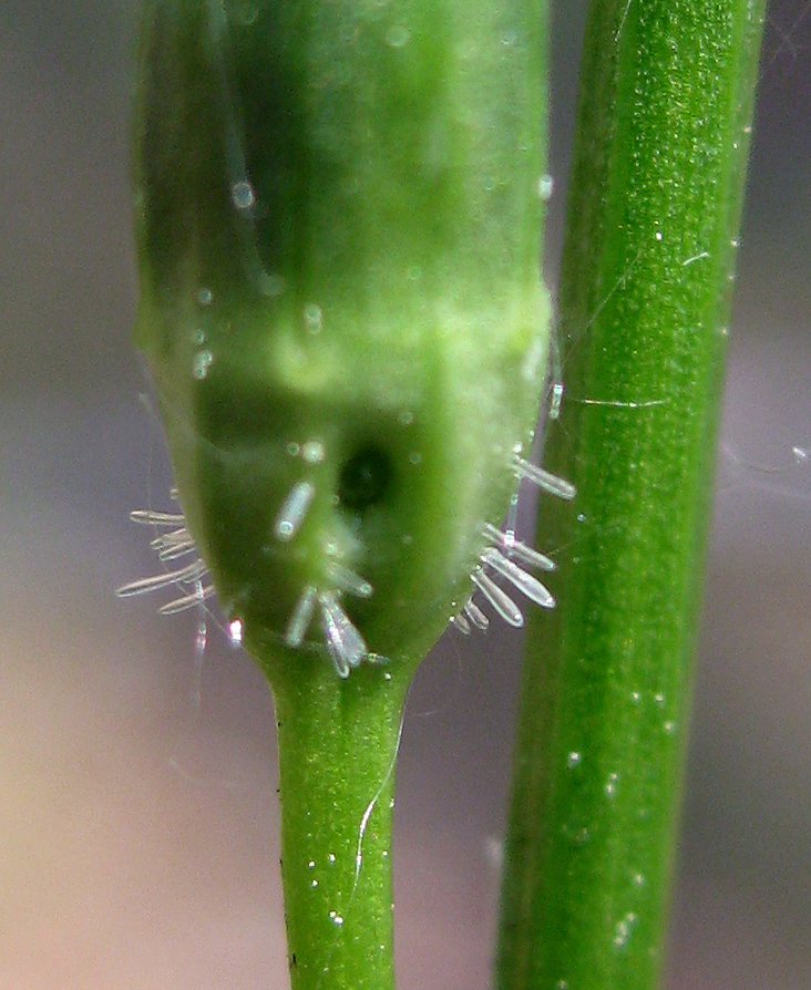 Image of Campanula persicifolia specimen.