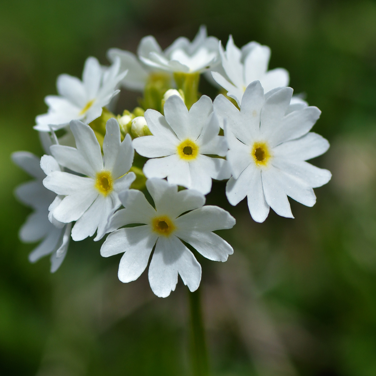 Image of Primula algida specimen.