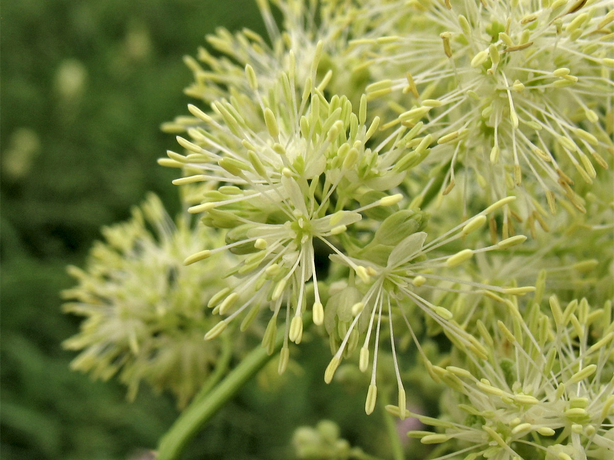 Изображение особи Thalictrum lucidum.