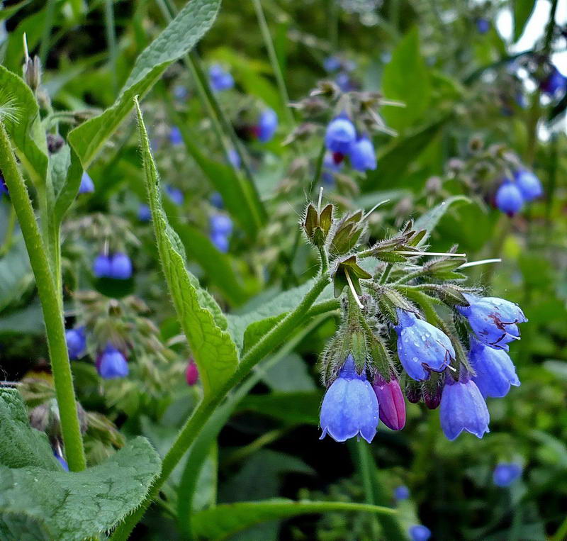 Изображение особи Symphytum caucasicum.