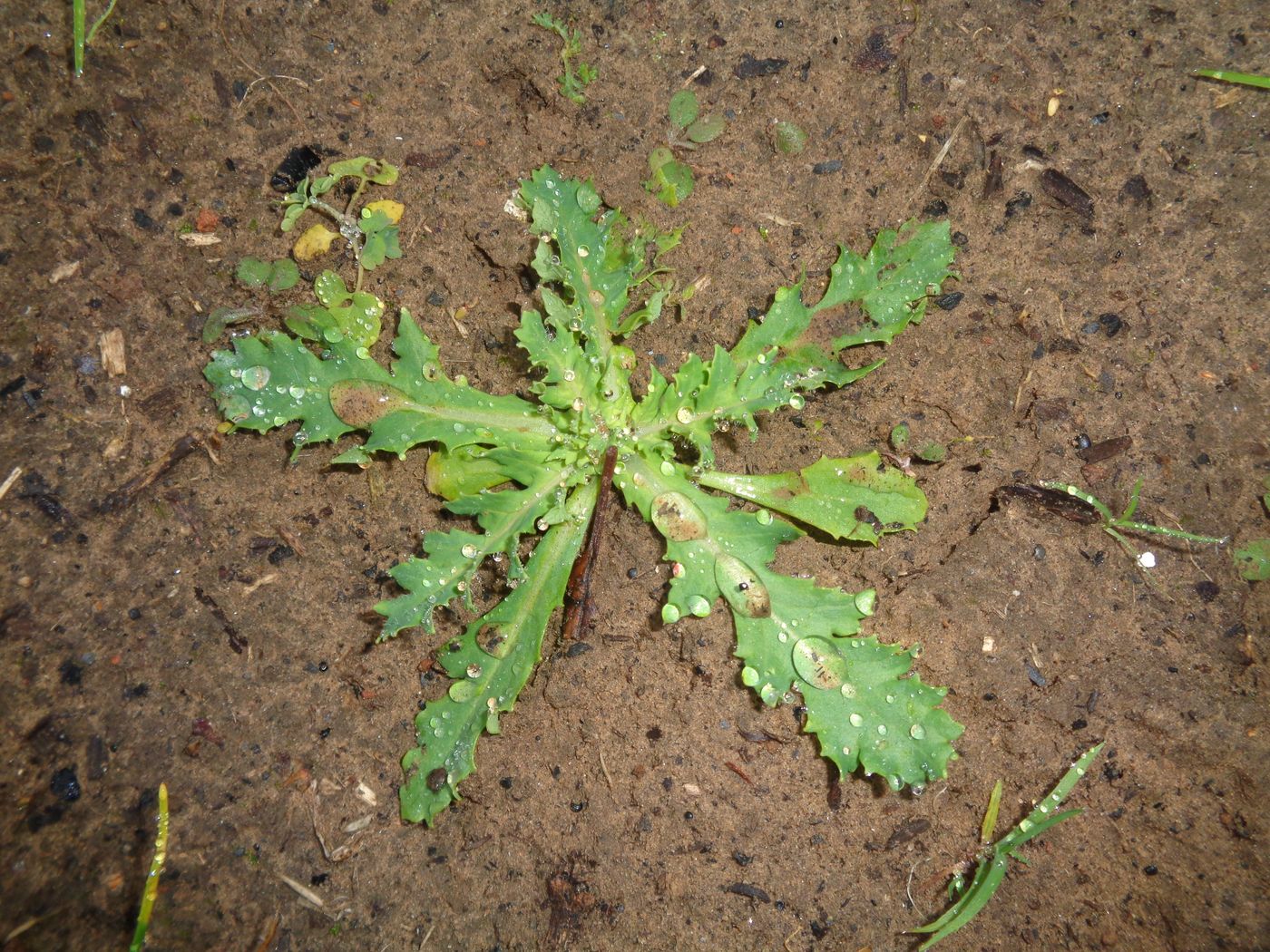 Image of Papaver somniferum specimen.