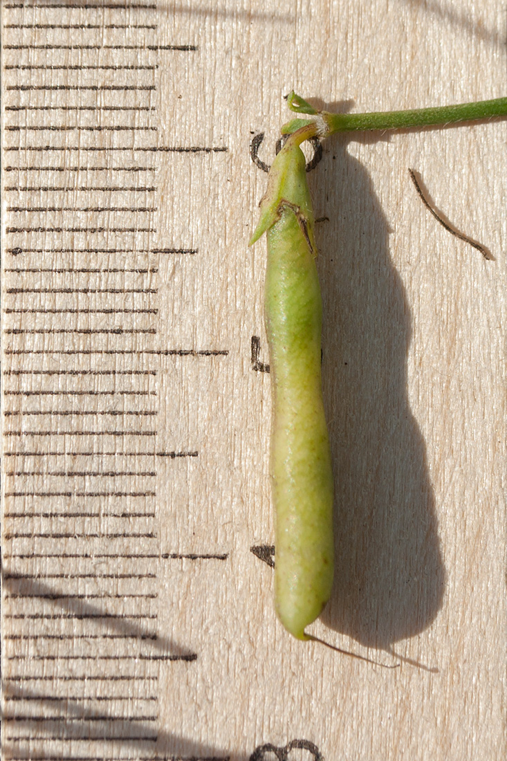 Image of genus Lotus specimen.