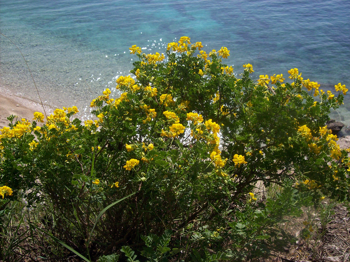 Изображение особи Coronilla valentina ssp. glauca.