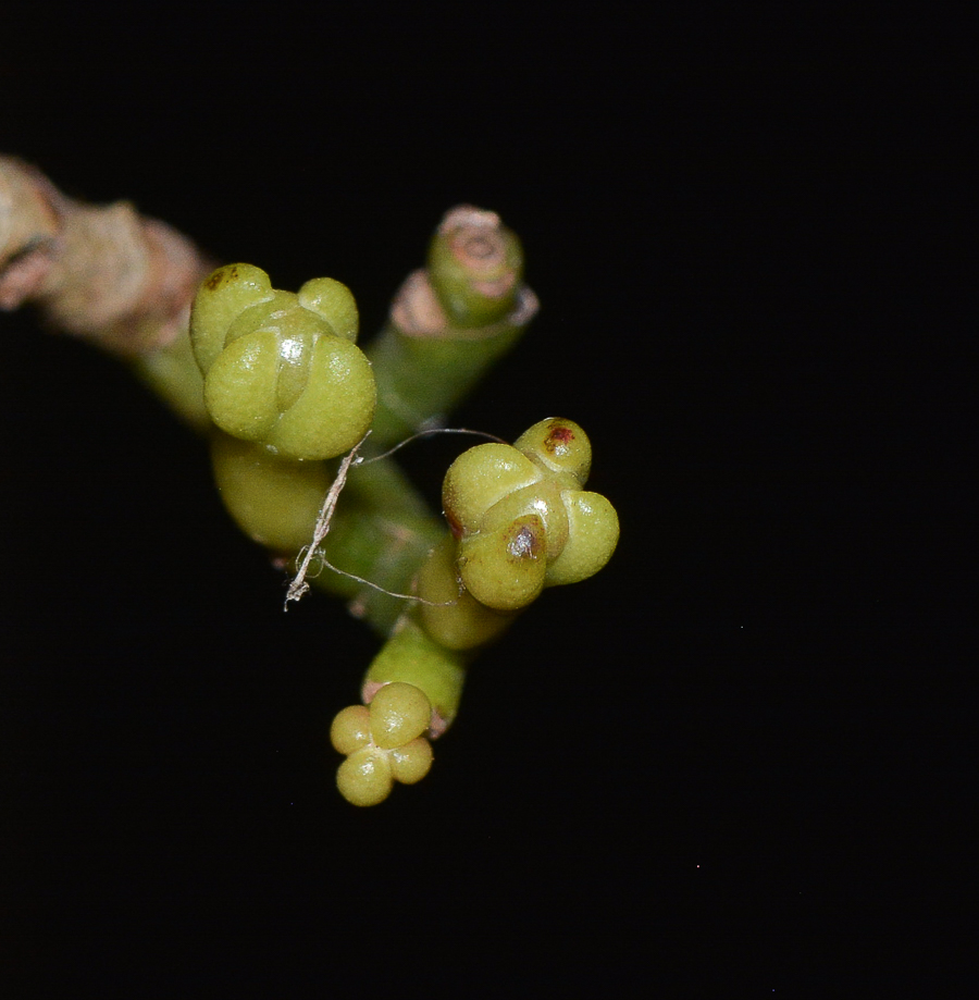 Image of Syzygium aromaticum specimen.