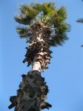 Washingtonia robusta