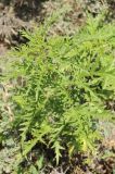 Urtica cannabina