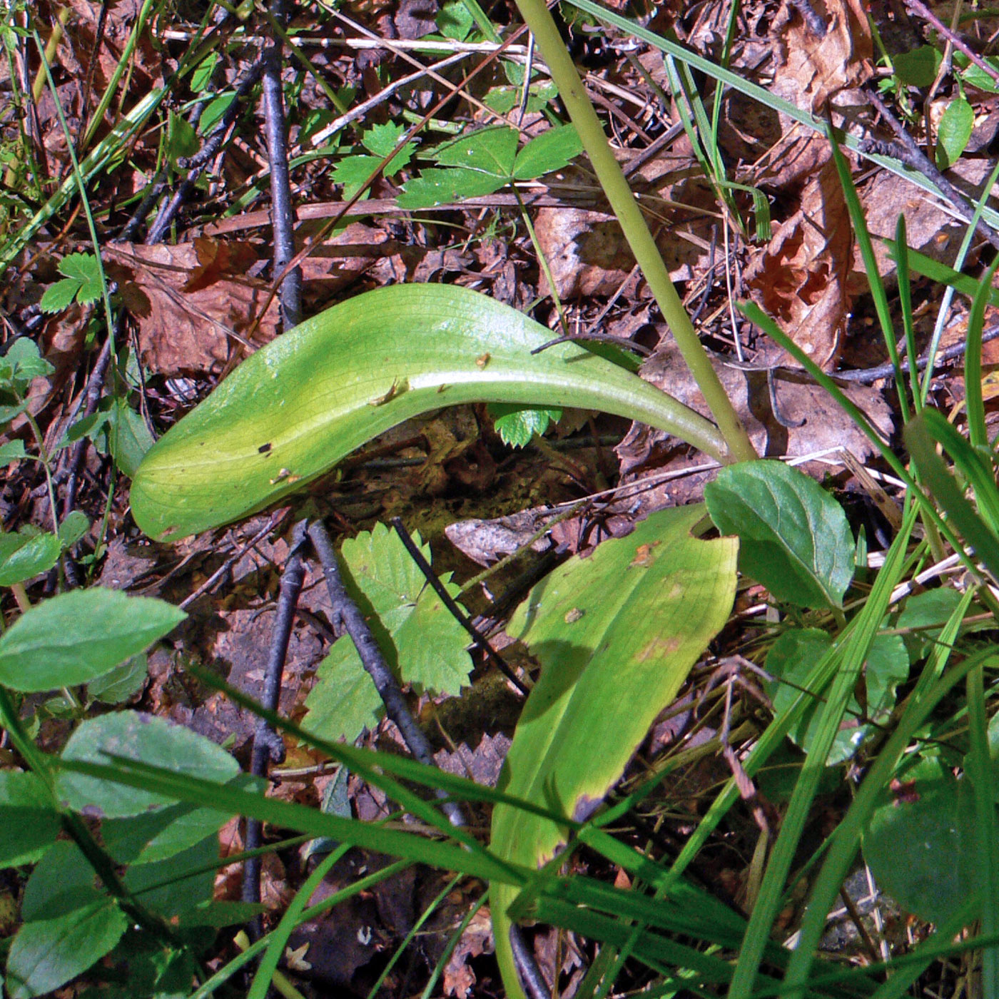 Изображение особи Platanthera bifolia.