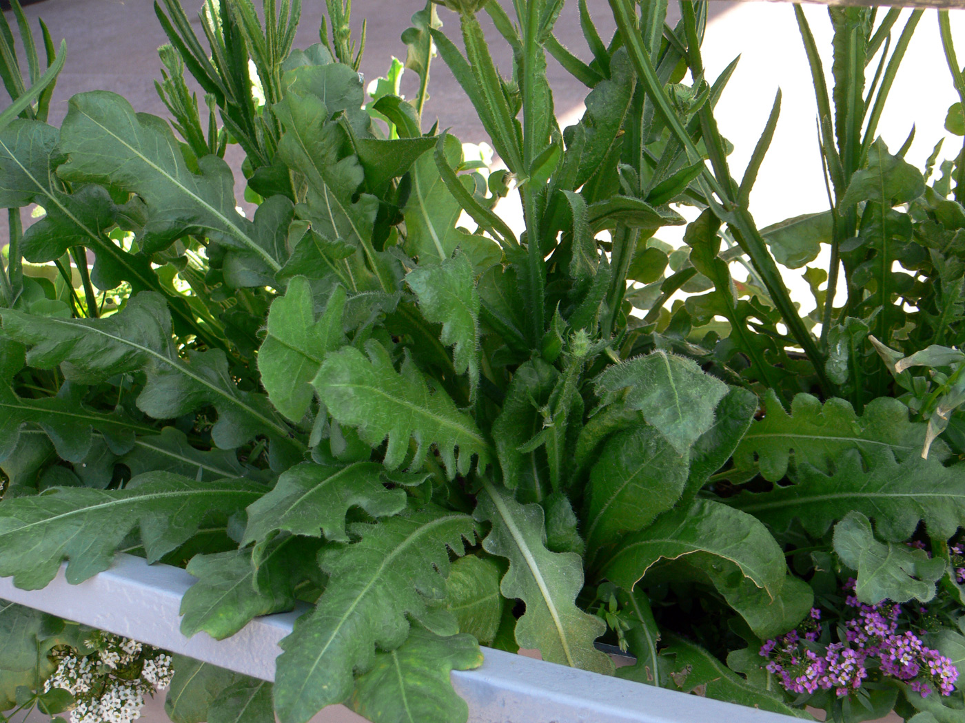 Image of Limonium sinuatum specimen.