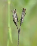 Dianthus chinensis. Прошлогоднее соплодие. Приморский край, Уссурийский гор. округ, окр. с. Монакино, луг на вершине небольшой сопки. 24.07.2018.