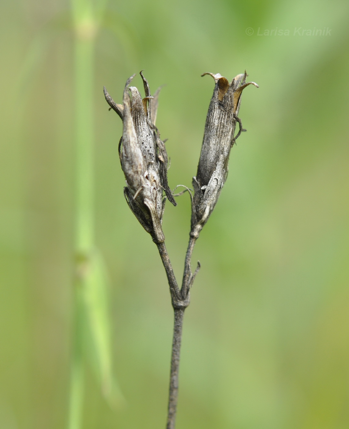 Image of Dianthus chinensis specimen.