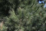 Pinus pinea