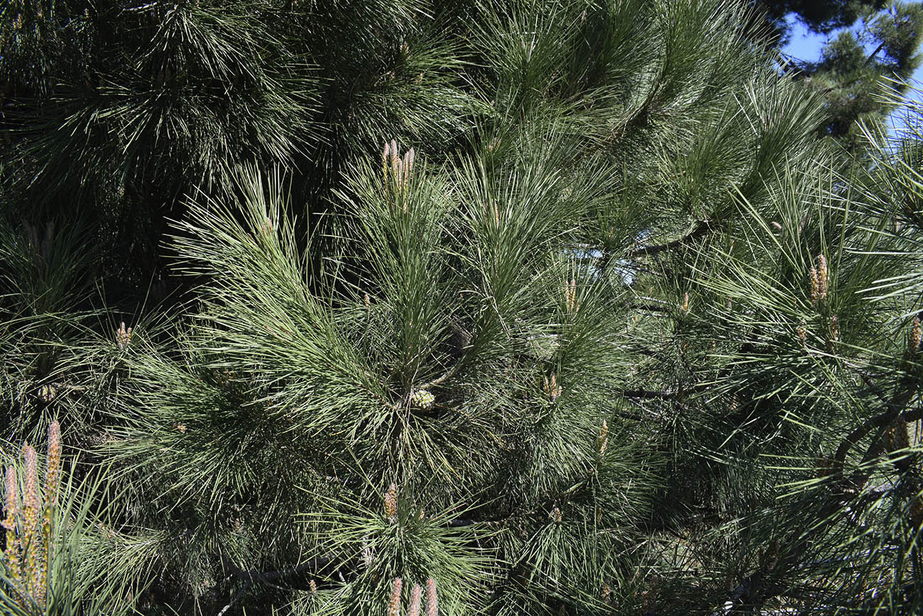 Изображение особи Pinus pinea.