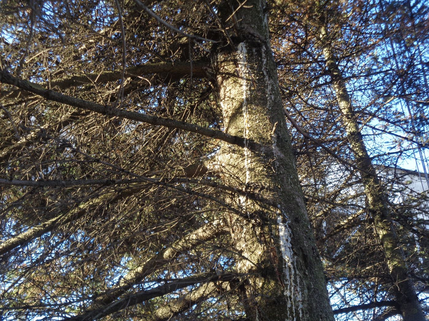 Изображение особи Picea glauca.