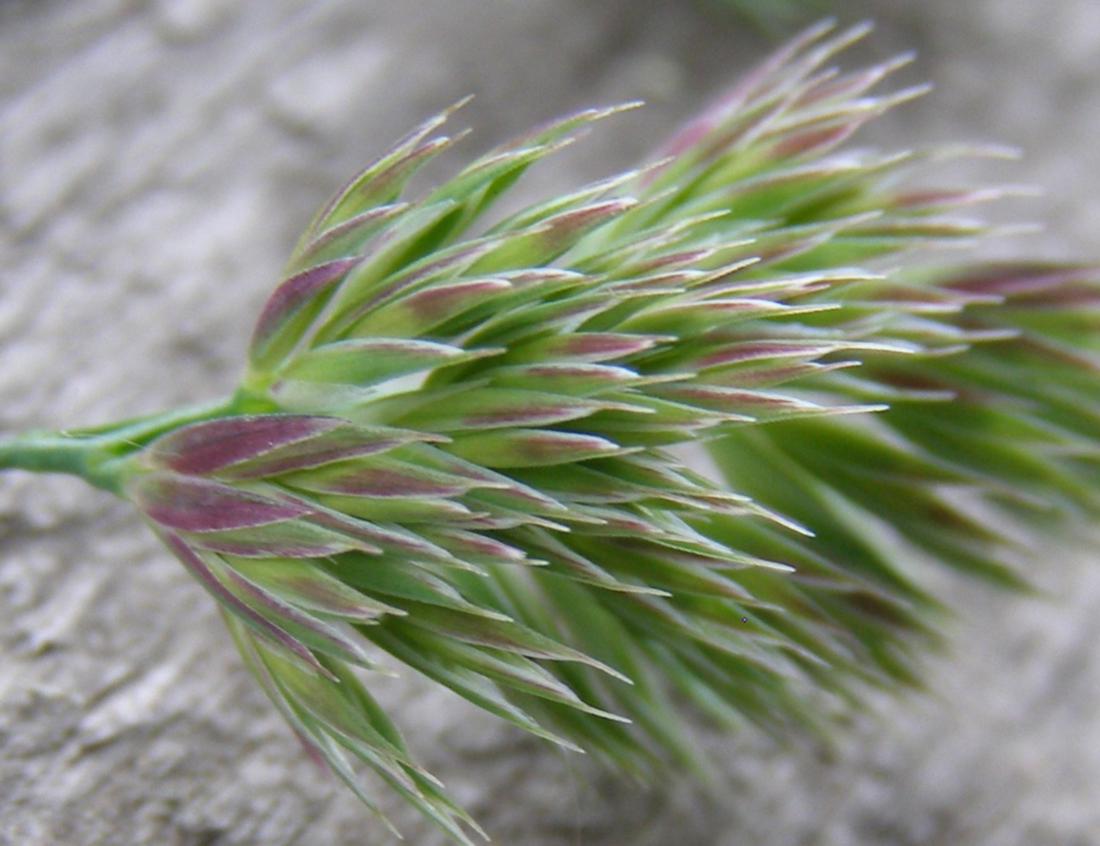 Image of Dactylis glomerata specimen.