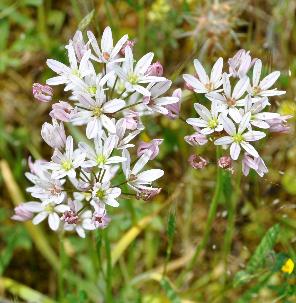 Image of Allium trifoliatum specimen.