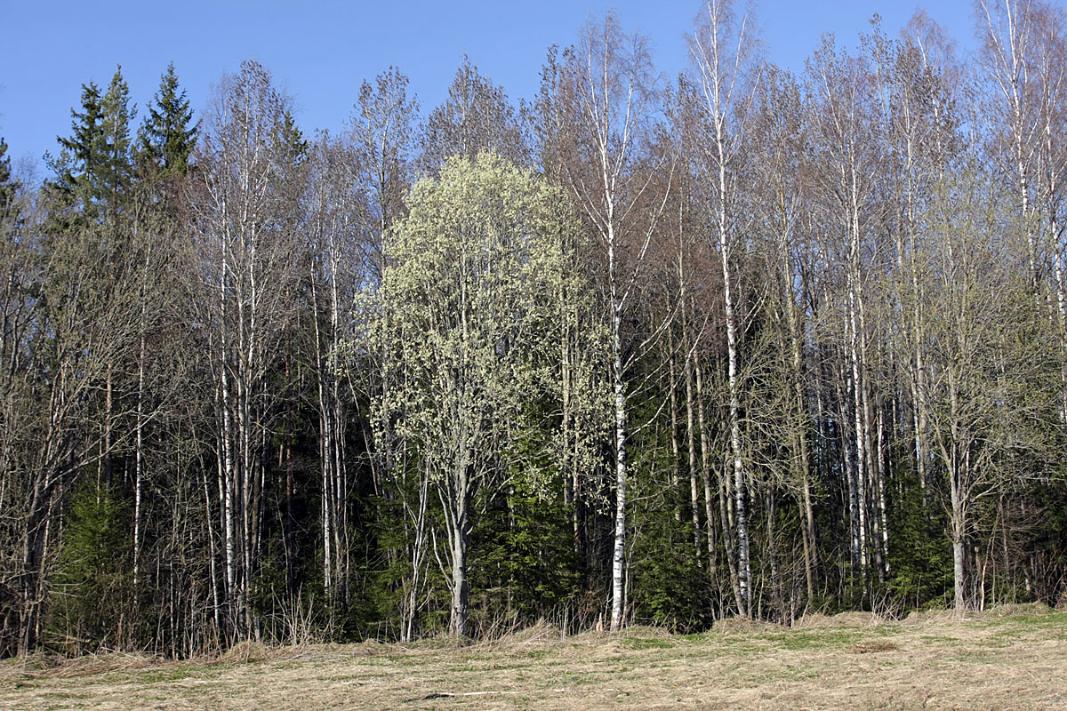 Image of Salix caprea specimen.