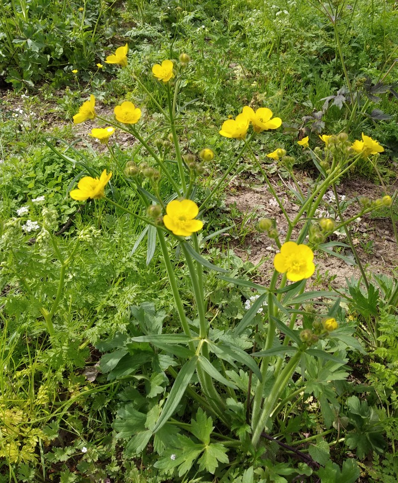 Изображение особи род Ranunculus.