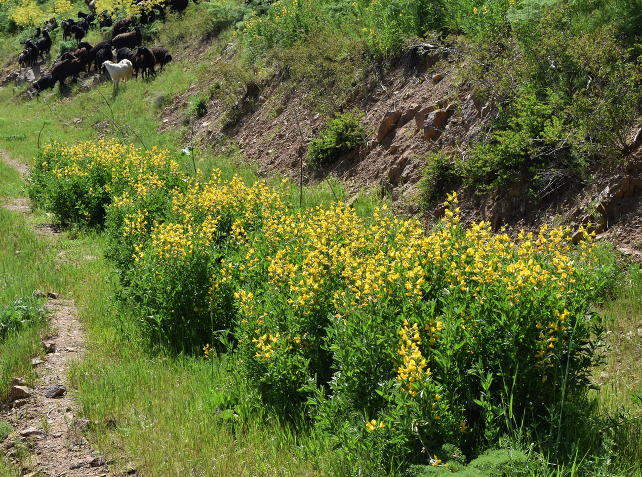 Изображение особи Thermopsis alterniflora.