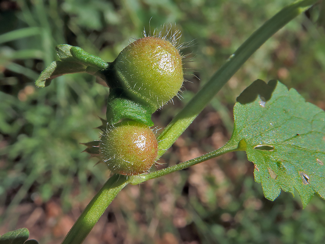 Image of Glechoma hederacea specimen.