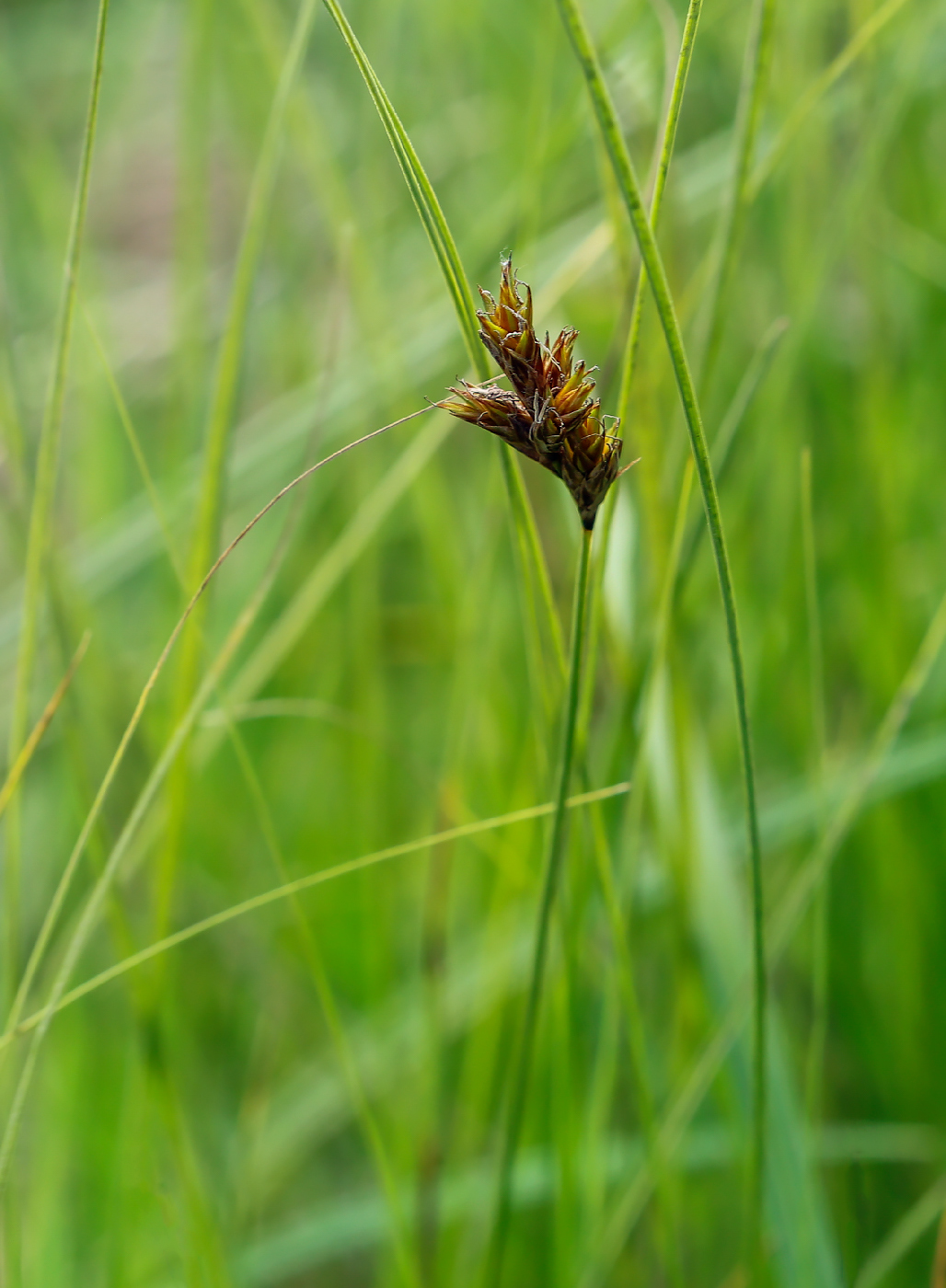 Изображение особи Carex praecox.