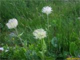 Oreogeum montanum. Плодоносящие растения. Украина, Ивано-Франковская обл., Украинские Карпаты, хребет Черногора, 1700 м н.у.м., берег оз. Неистовое, субальпийский луг. 27 июня 2019 г.