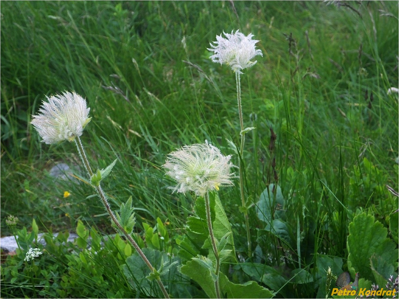 Изображение особи Oreogeum montanum.