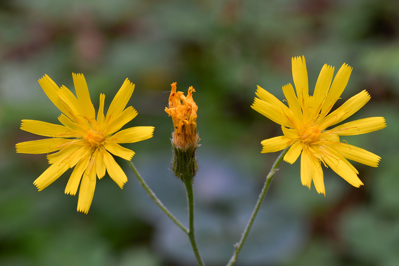 Изображение особи род Hieracium.