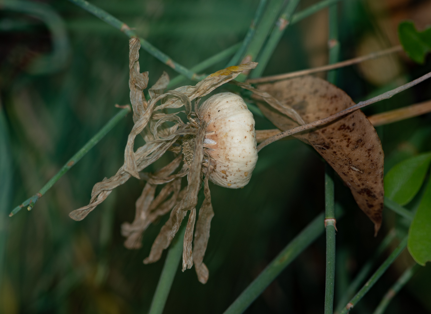 Изображение особи Euryops speciosissimus.