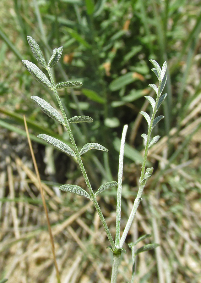 Image of Astragalus macroceras specimen.