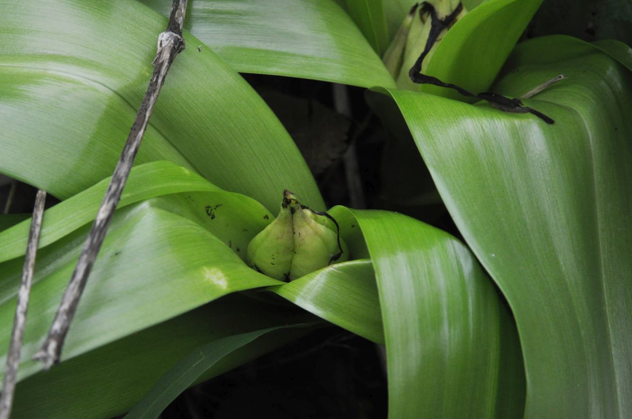 Image of Colchicum speciosum specimen.