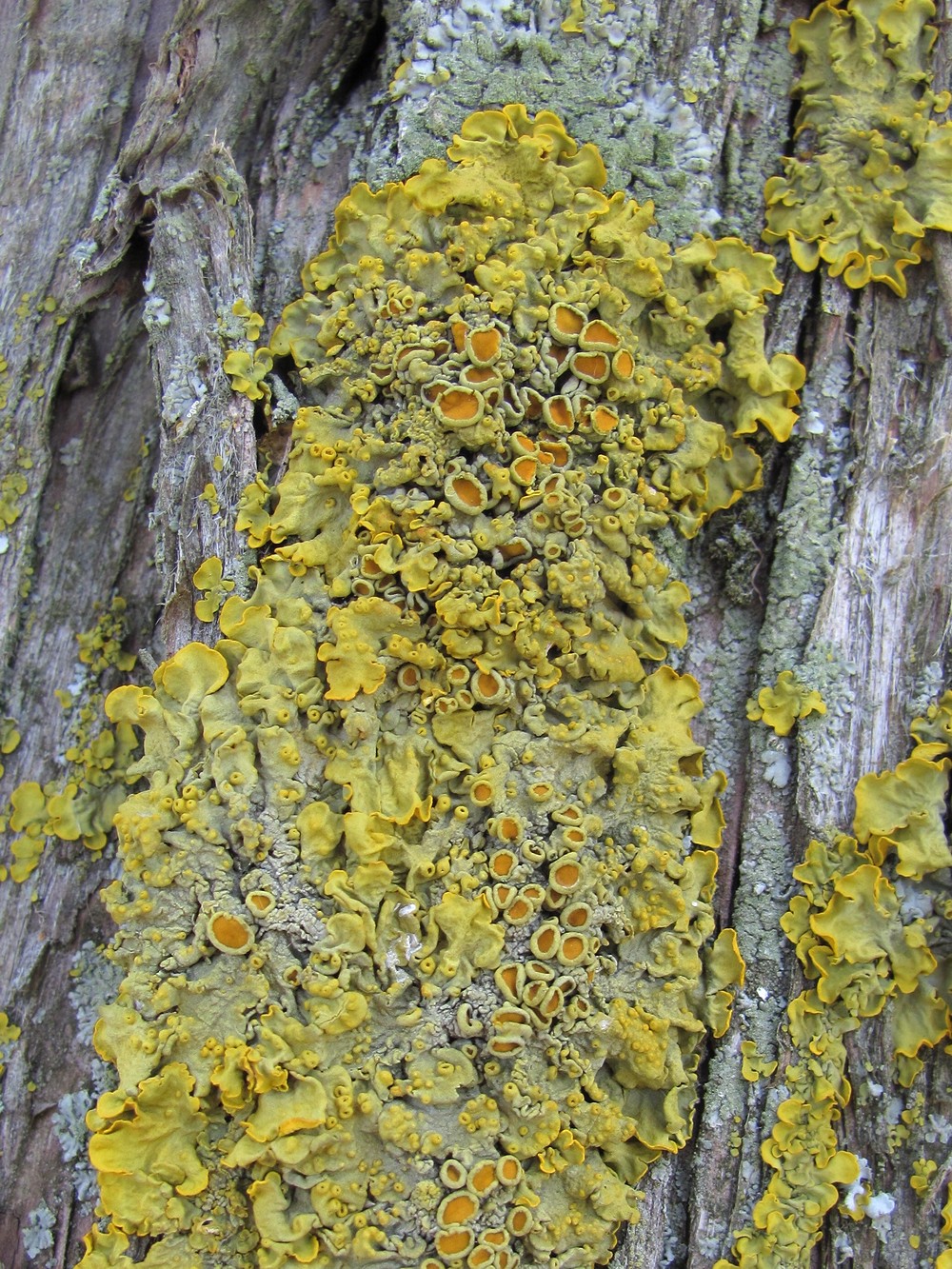 Image of Xanthoria parietina specimen.