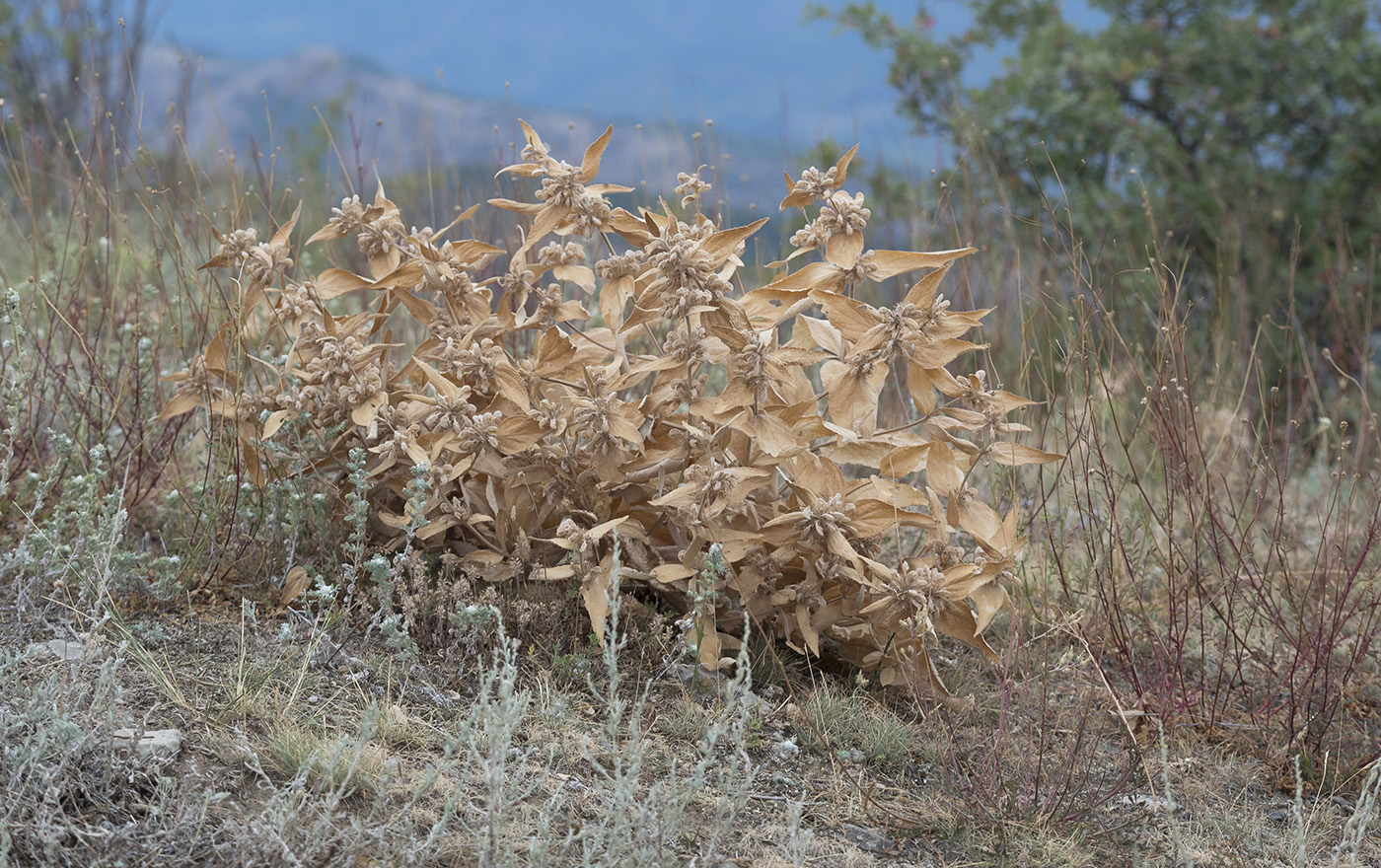 Image of Phlomis taurica specimen.