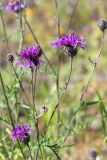 Centaurea scabiosa. Верхушка цветущего растения. Ленинградская обл., Гатчинский р-н, окр. пос. Пудость, закустаренный разнотравный луг на месте заброшенного травертинового карьера. 29.06.2019.